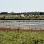 Wiederkäuende Landschaftspfleger in einem Feuchtgebiet bei Westkapelle in der Provinz Zeeland (NL)