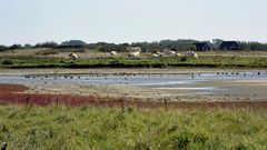 Wiederkäuende Landschaftspfleger in einem Feuchtgebiet bei Westkapelle in der Provinz Zeeland (NL)