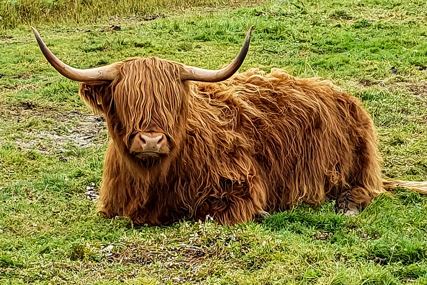 Wiederkäuer