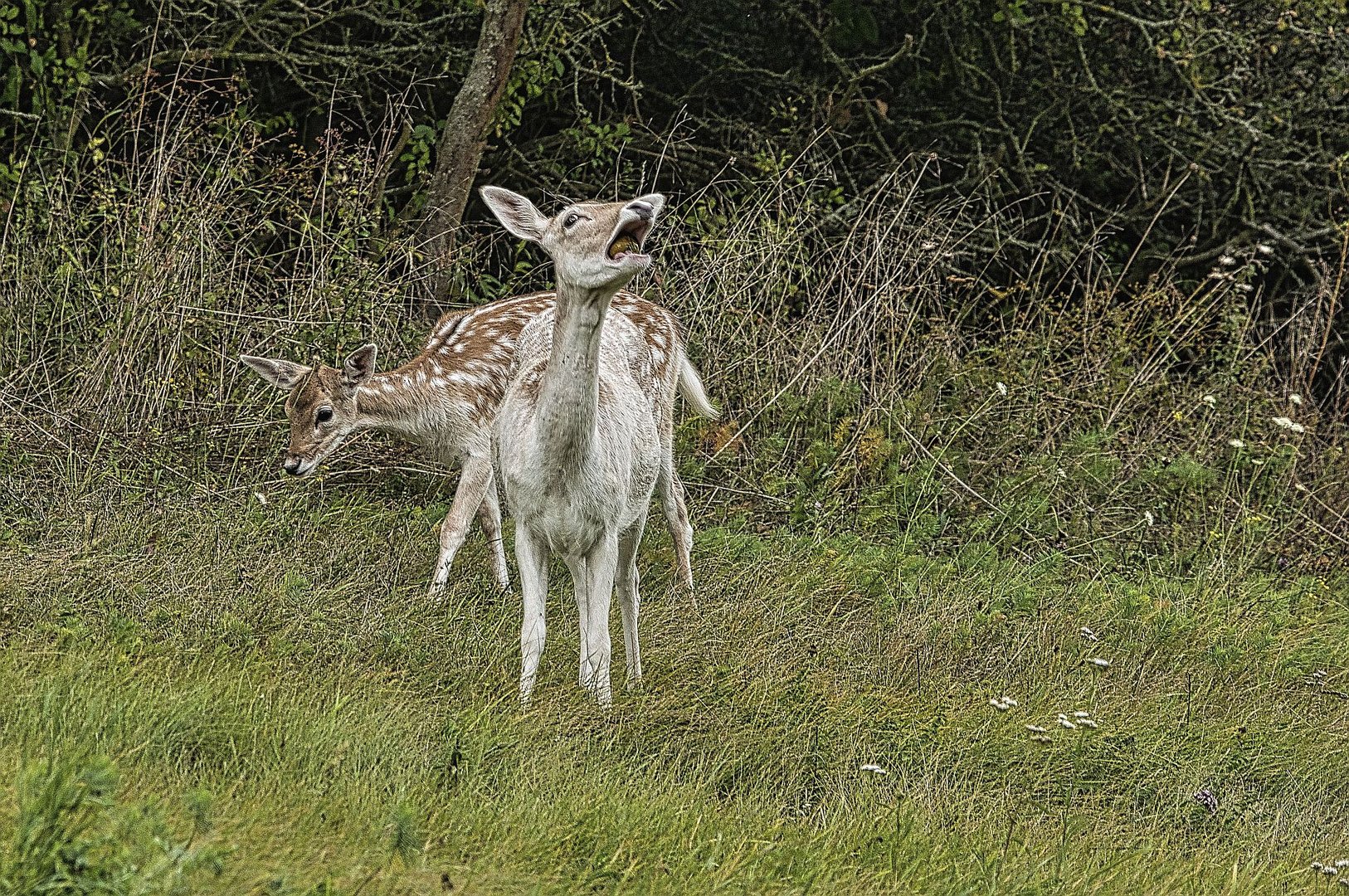 Wiederkäuer