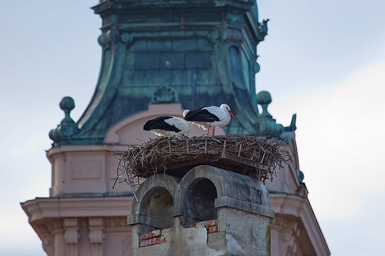 Wiederkehr der Störche