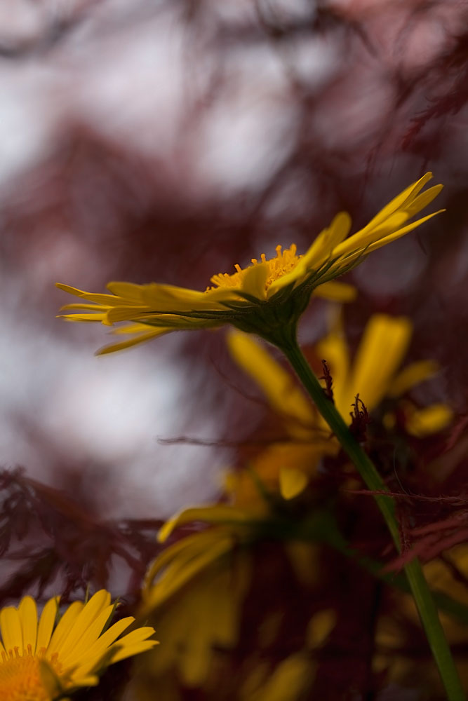 wiedermal aus Oma^s Garten