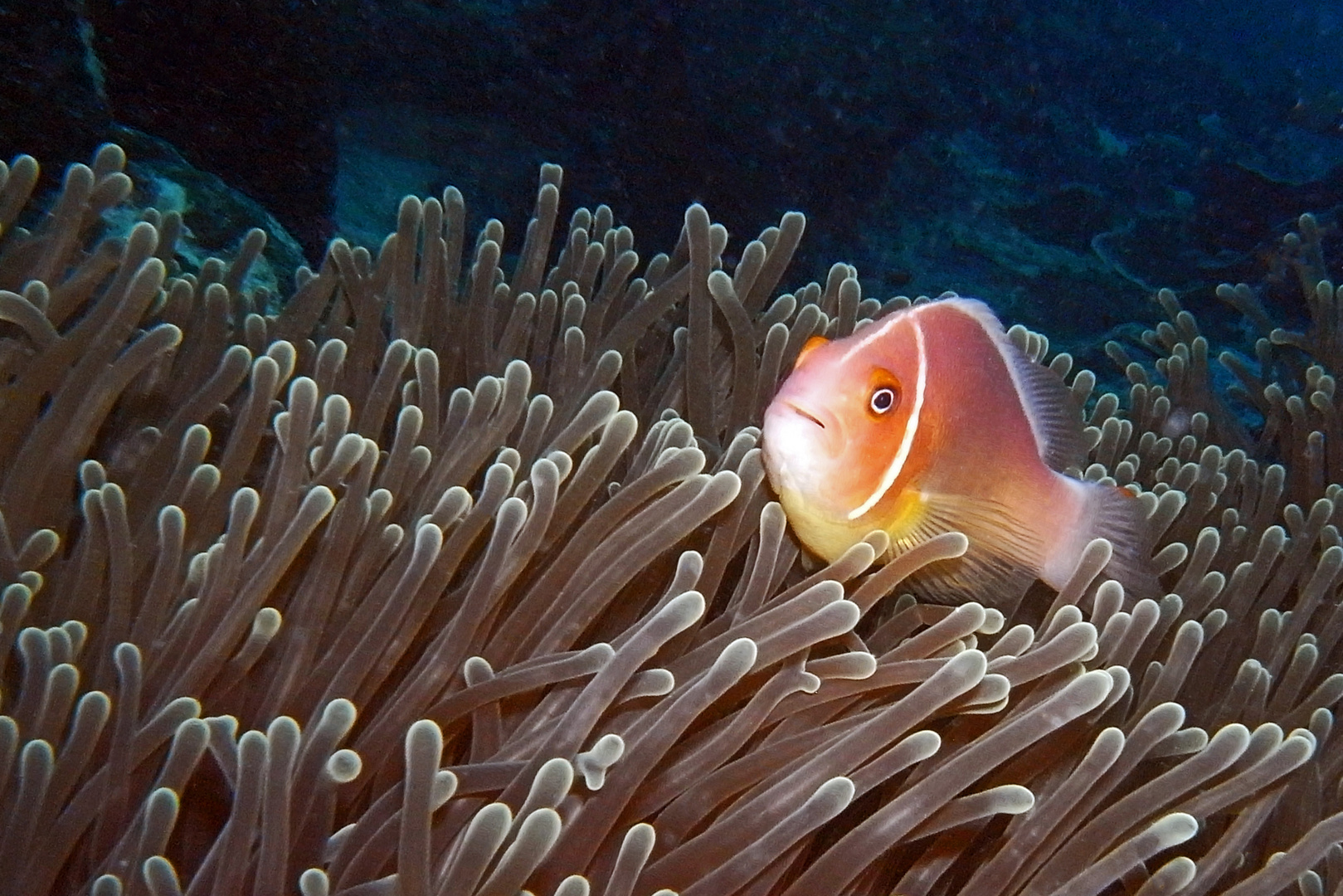 Wiedermal ein Anemonenfisch...