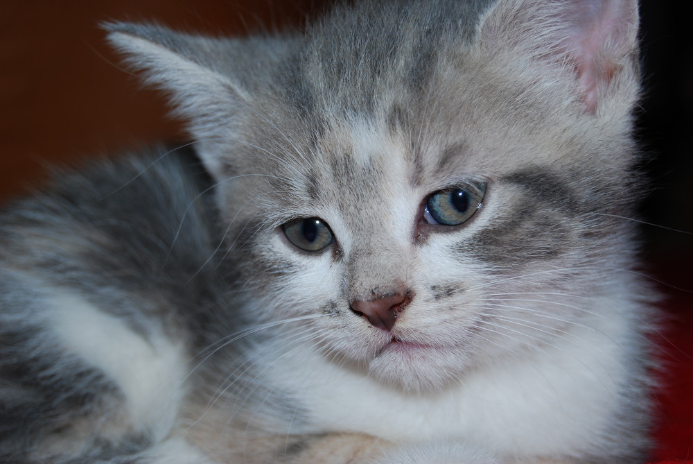 Wiedermal ein Katzenbaby aus unserem Wurf....