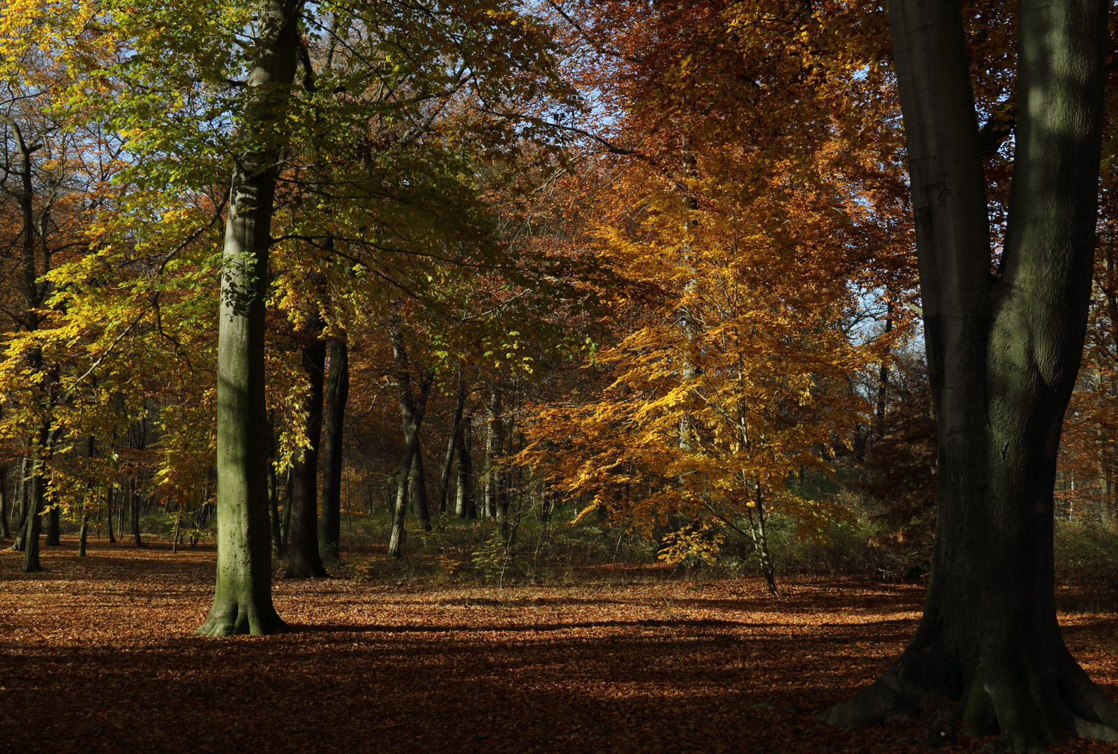 wiedermal Herbst