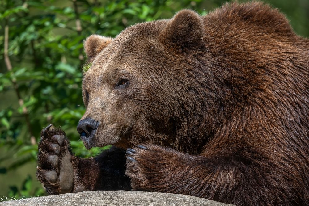 wiedermal im Tierpark ...