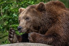 wiedermal im Tierpark ...