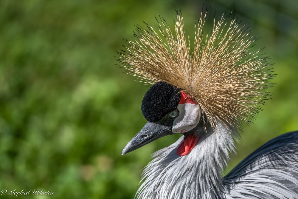 wiedermal im Tierpark ...