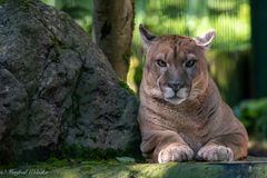 wiedermal im Tierpark ...