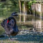 wiedermal im Tierpark ...