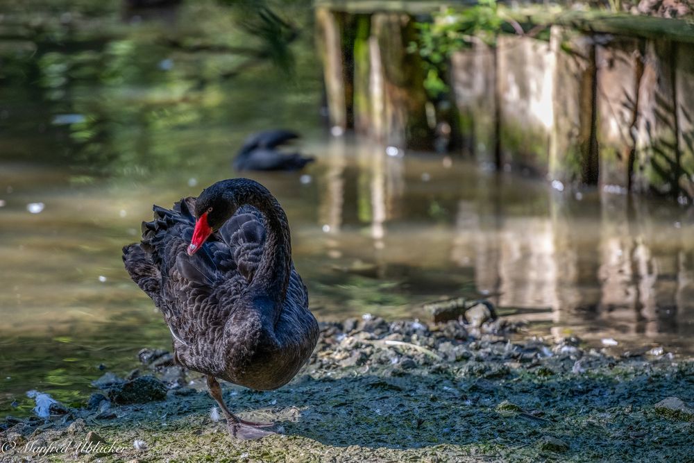 wiedermal im Tierpark ...