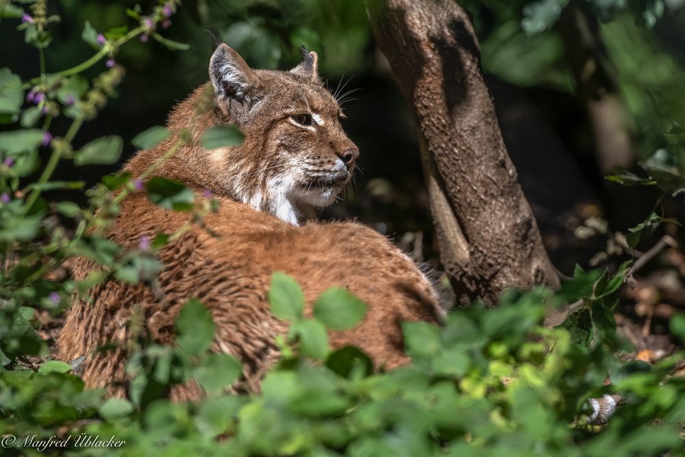 wiedermal im Tierpark ...