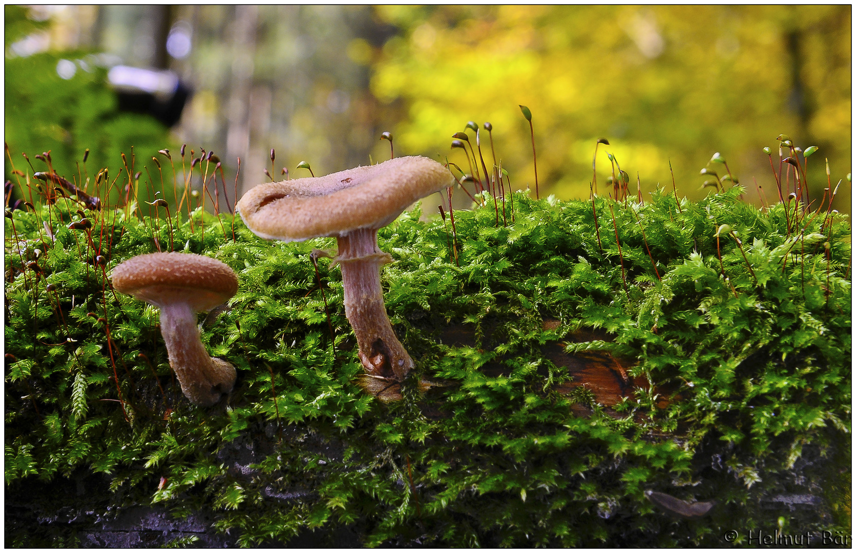 Wiedermal im Wald