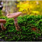 Wiedermal im Wald