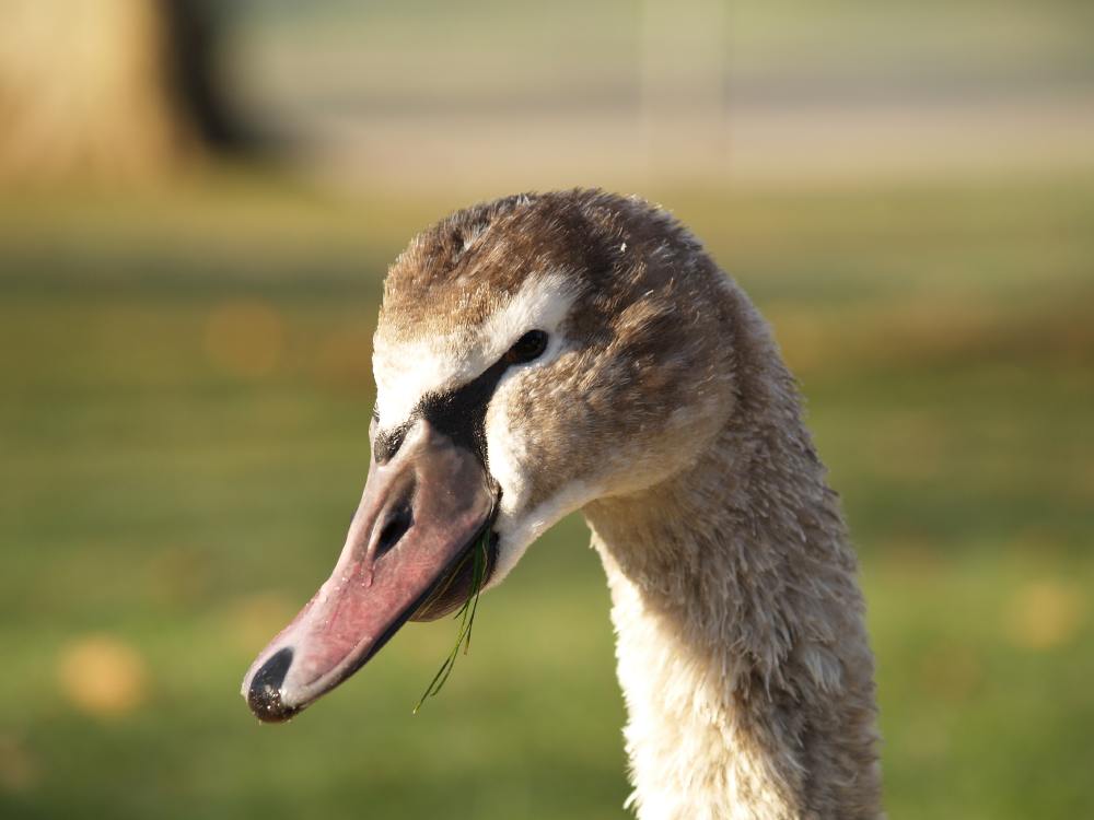 Wiedersehen mit einem Schwan