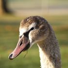 Wiedersehen mit einem Schwan