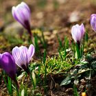 Wiedersehn Winter, hallo Frühling