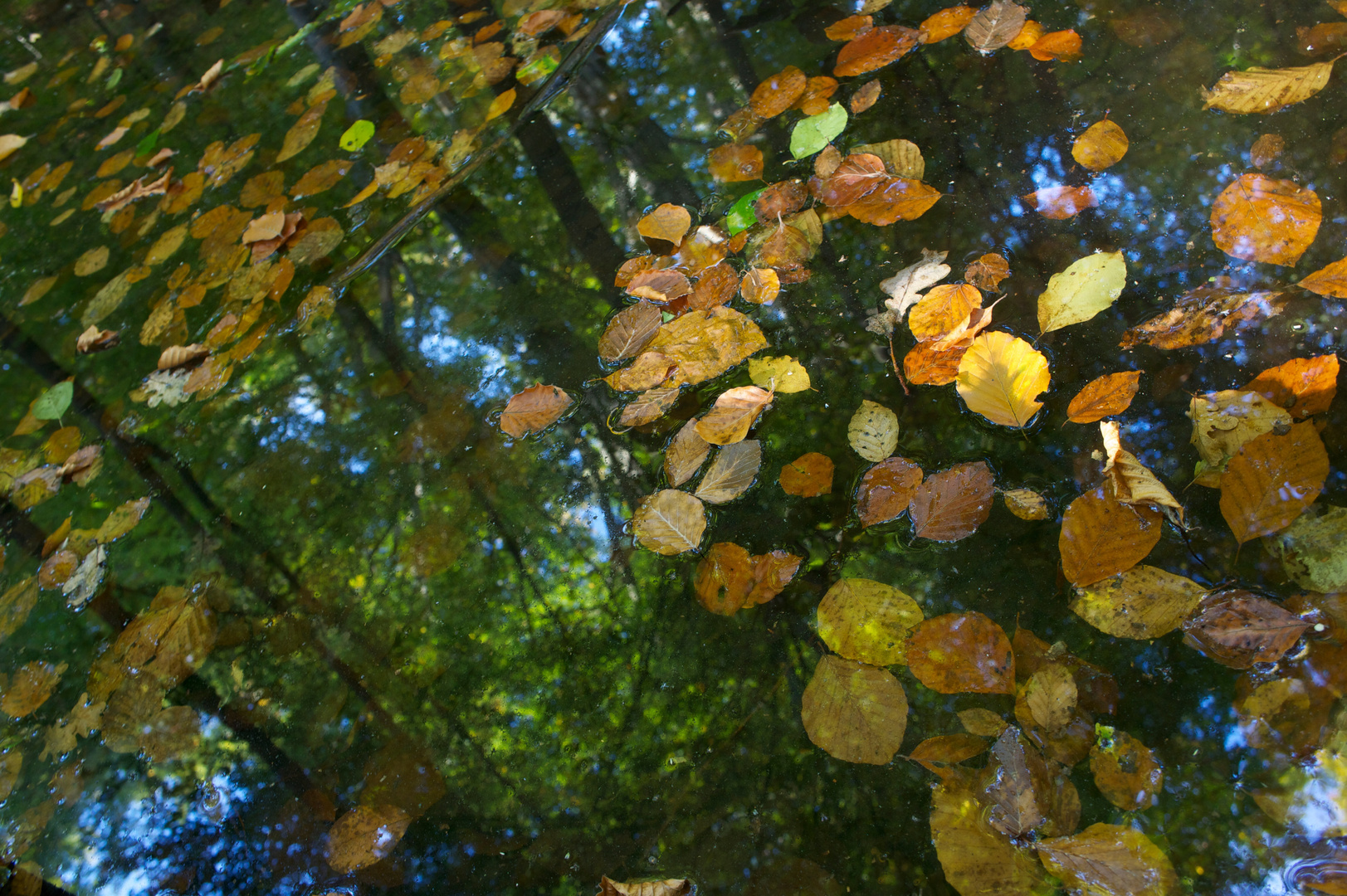 Wiederspiegelung im Wald