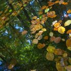 Wiederspiegelung im Wald