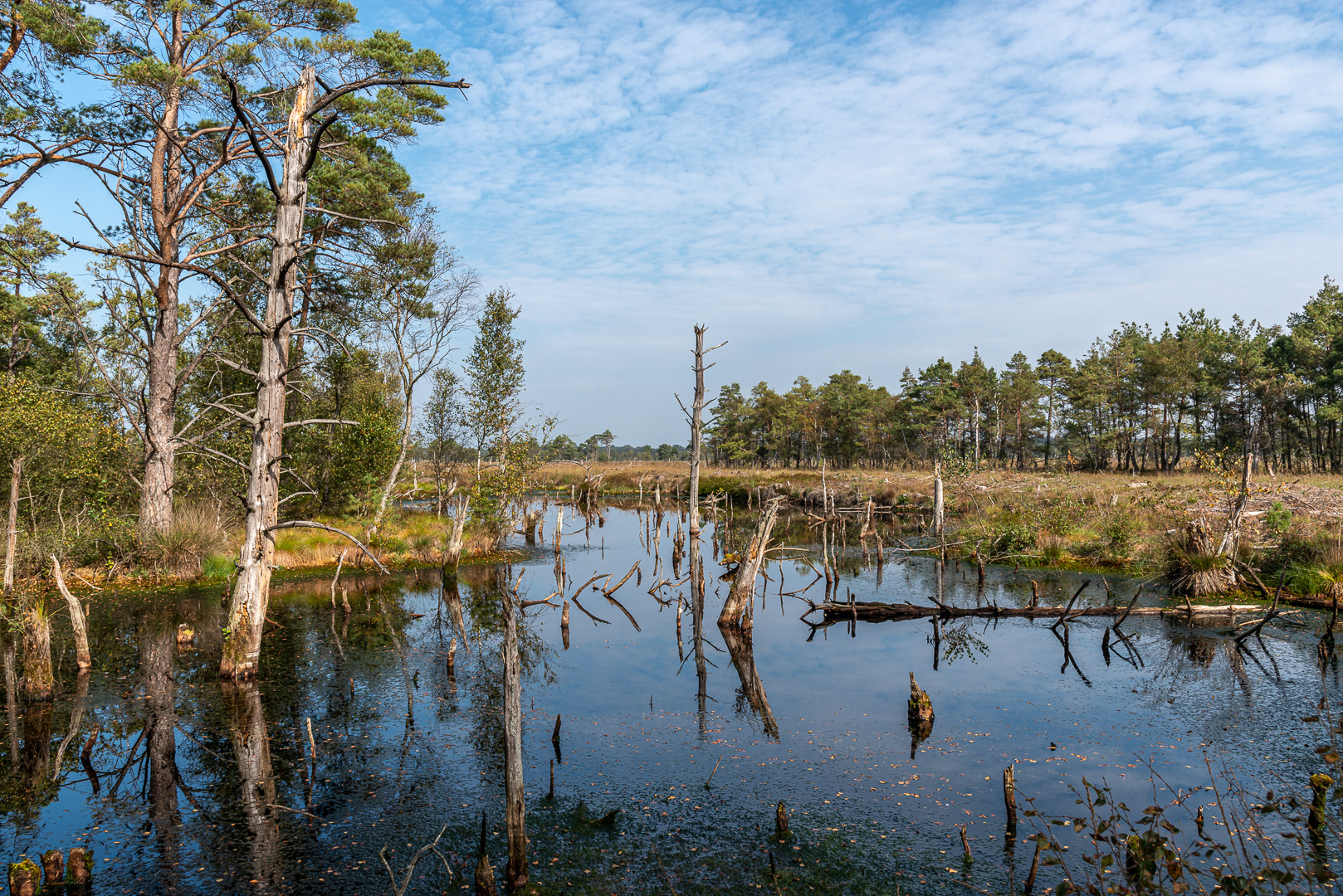 Wiedervernäßtes Moor - Pietzmoor