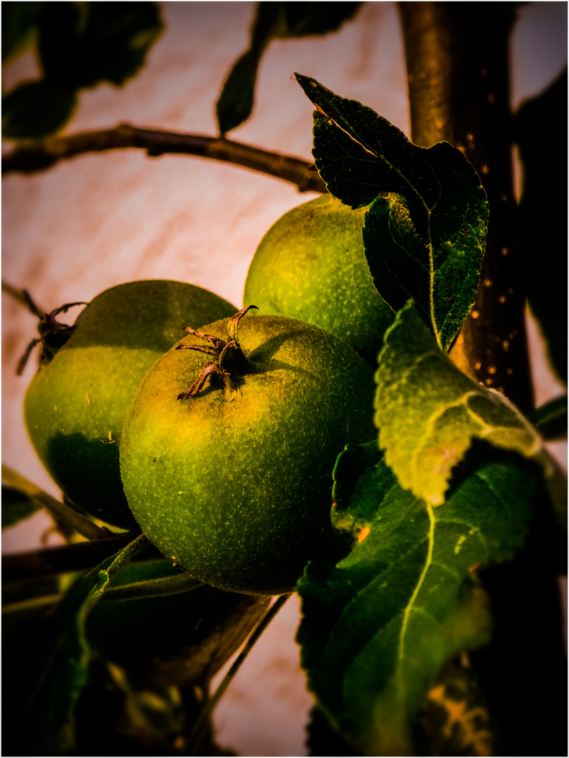 wie.ein.apfel.reifen