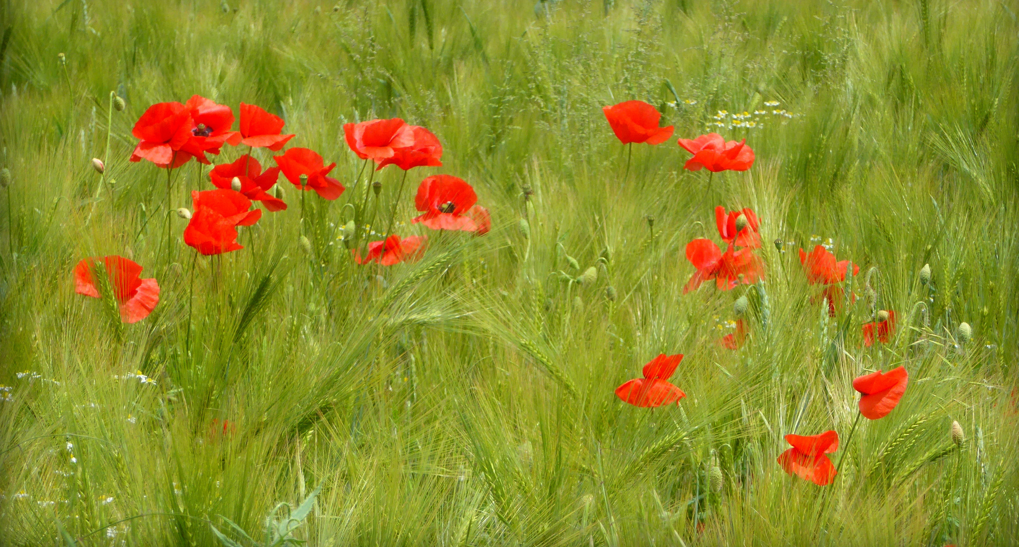 wie.eine.leichte.sommerpriese