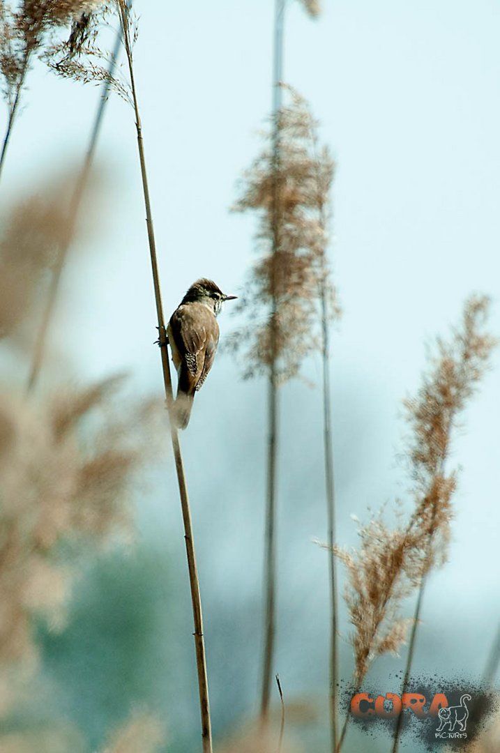 *** Wiegen im Wind ***