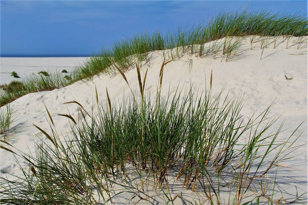 Wiegen im Wind