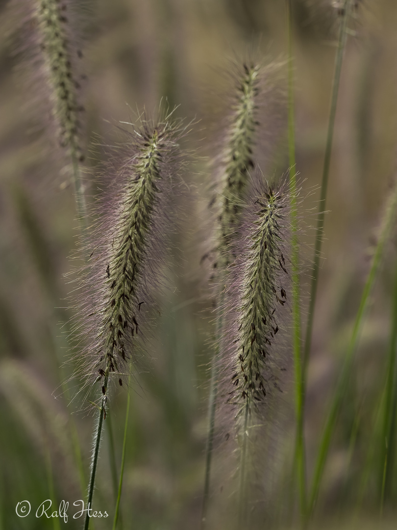 Wiegen im Wind