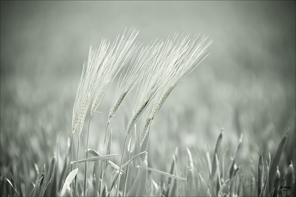 Wiegen im Wind