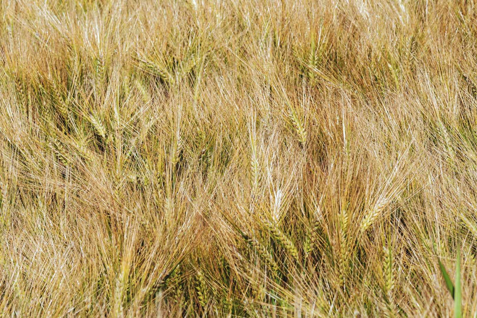 Wiegende Gersten im Wind