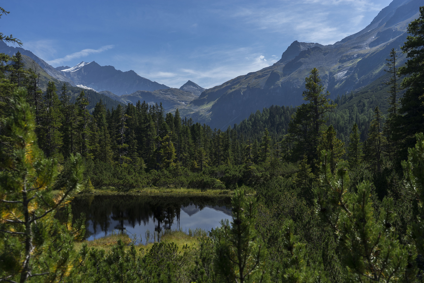 Wiegenwald