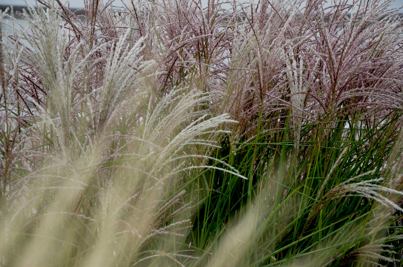 Wiegt sich im Wind