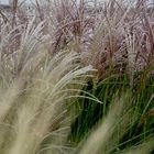 Wiegt sich im Wind