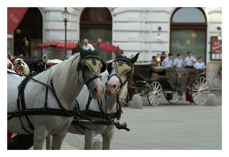 Wien 4 - Fiakerpferde