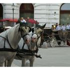 Wien 4 - Fiakerpferde