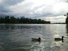 Wien - an der Alten Donau