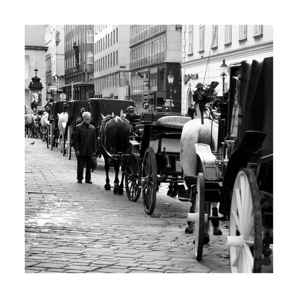 Wien - Fiaker am Stefansplatz