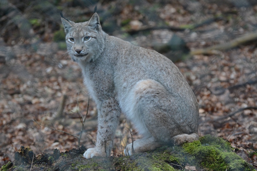 wie'n Luchs