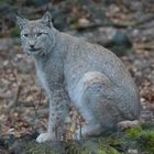 wie'n Luchs