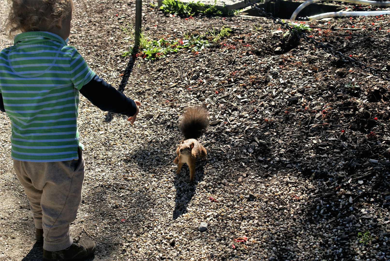 Wien  Park Schönbrunn Fütterung Eichhörnchen (2)