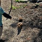 Wien  Park Schönbrunn Fütterung Eichhörnchen (2)