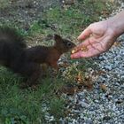 Wien  Park Schönbrunn Fütterung Eichhörnchen (3)