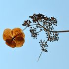 Wien - Schloss Belvedere - Botanischer Garten