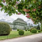 Wien Schönbrunn Palmenhaus