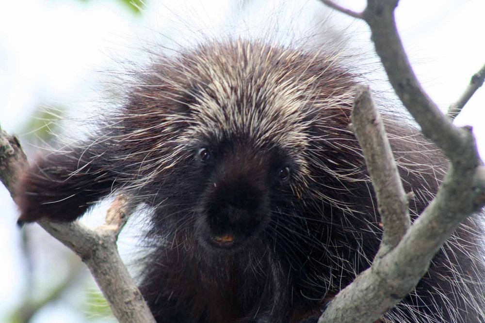 Wien Schönbrunner Zoo