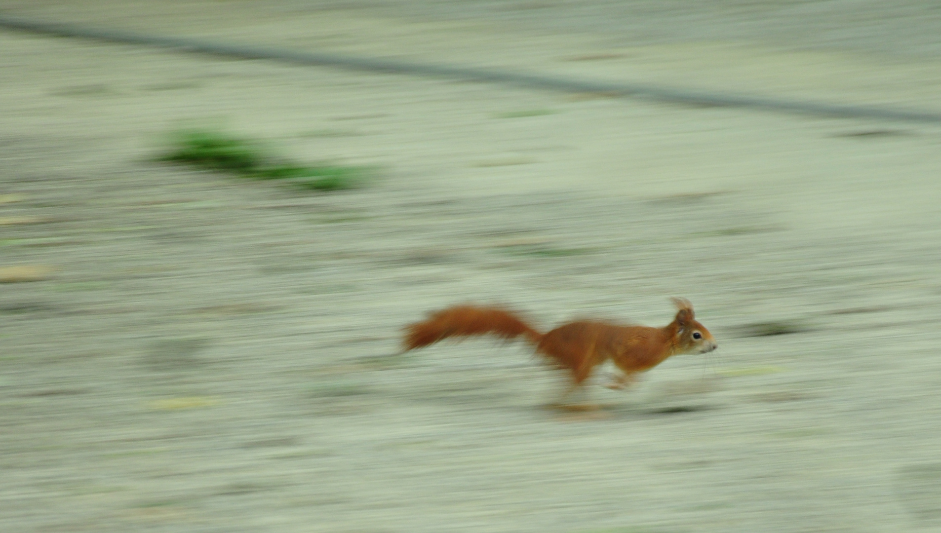 Wien - Tiergarten Schönbrunn