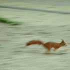 Wien - Tiergarten Schönbrunn