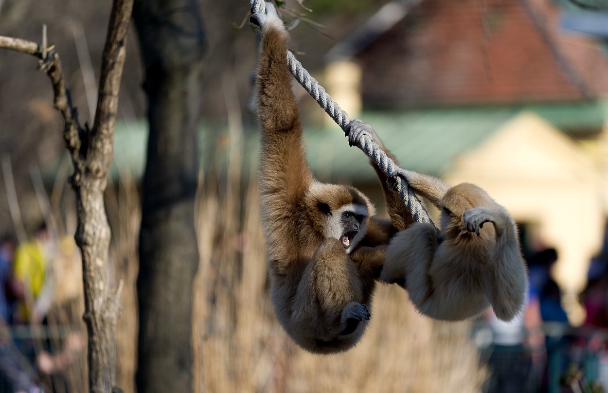 Wien - Tierpark Schönbrunn