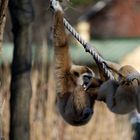 Wien - Tierpark Schönbrunn